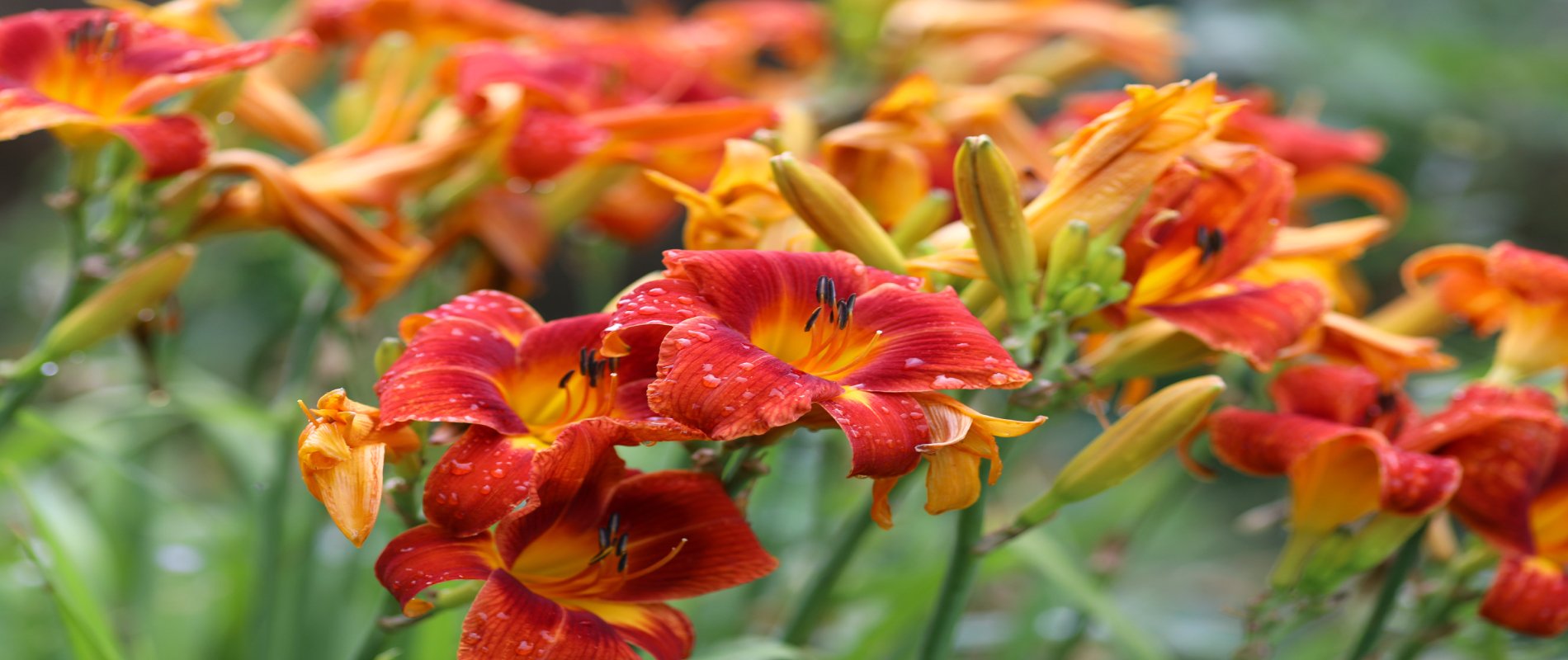 liliowiec kwiat wieloletni