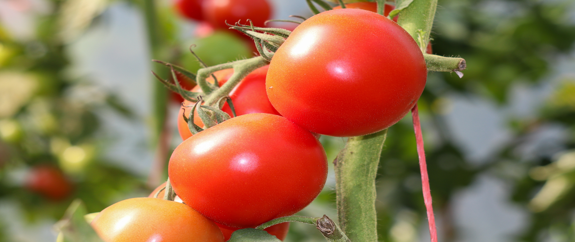 pomidory na gałęzi czerwone
